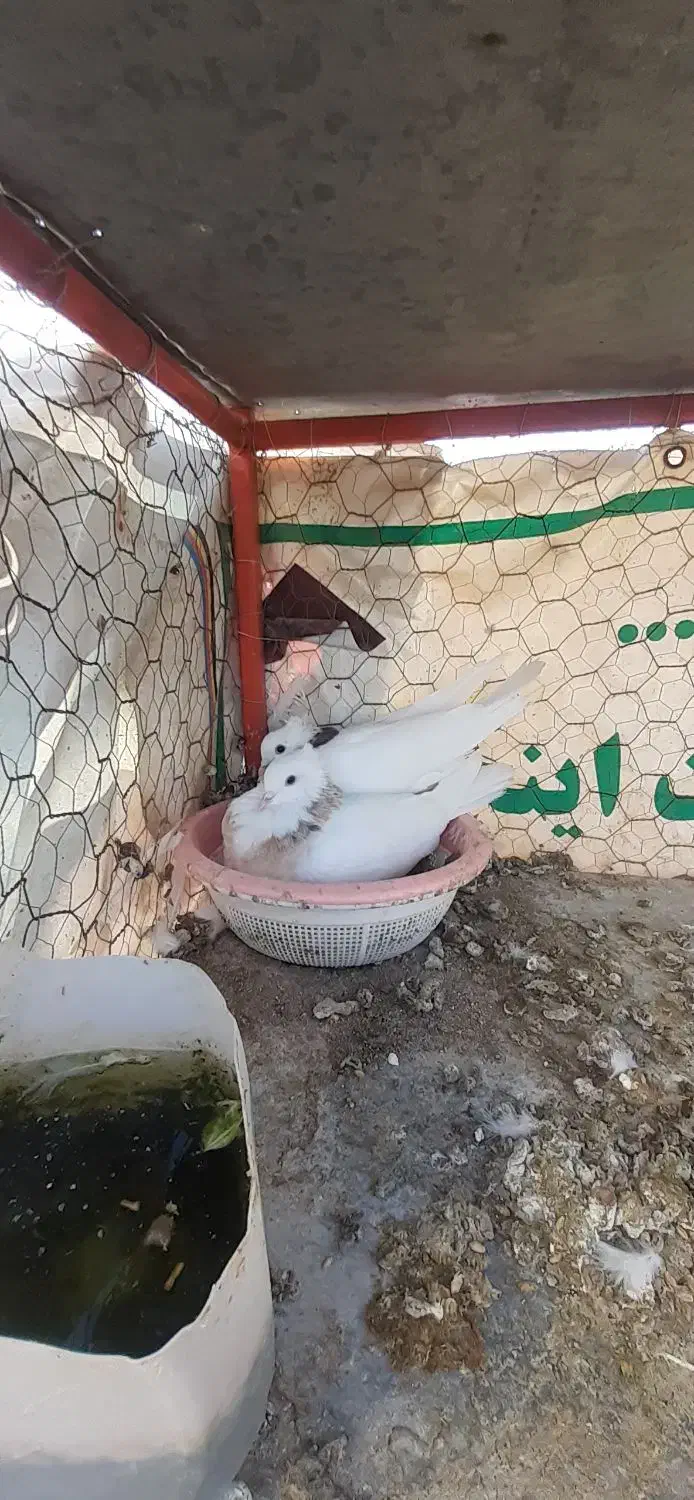طوقی نر وماده خال سیاه باجوجه وروی تخم|پرنده|شاهین‌شهر, شهرک ردانی پور|دیوار