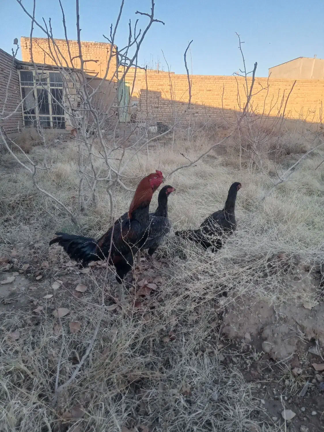 مرغ و خروس لاری|حیوانات مزرعه|صوفیان, |دیوار