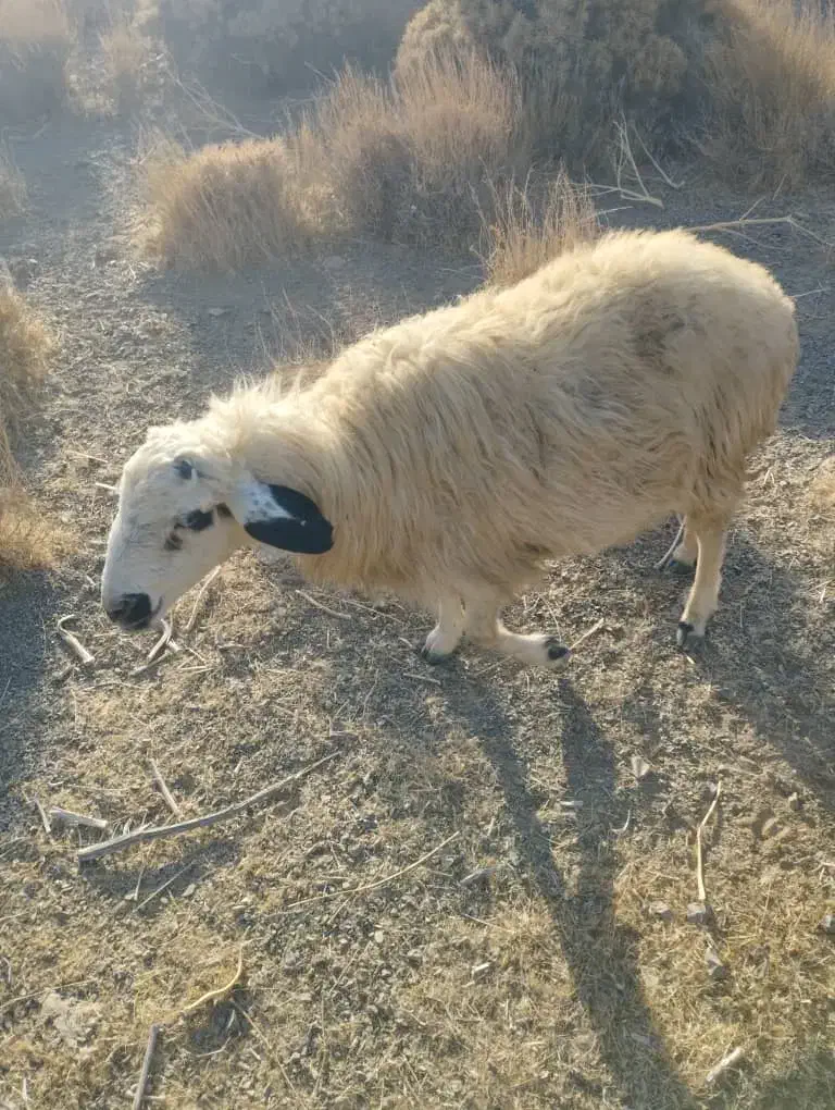 فروش|حیوانات مزرعه|جنت, |دیوار