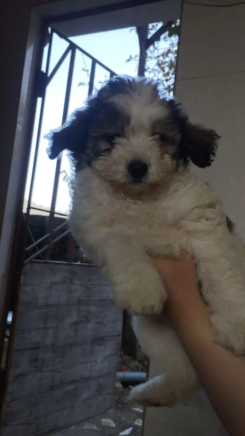 توله ۲ماهه تریر|سگ|لاهیجان, آهندان|دیوار