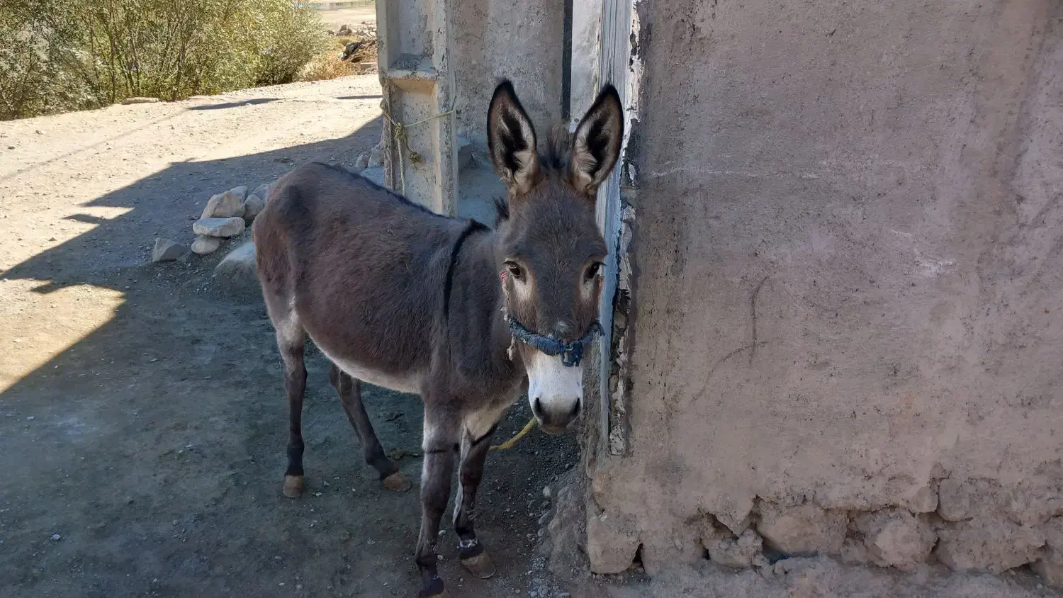 الاغ|حیوانات مزرعه|فیروزآباد (لرستان), |دیوار