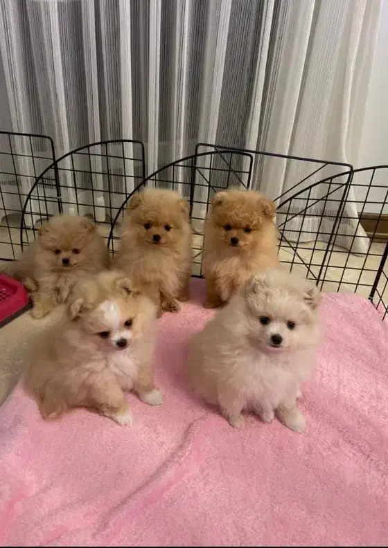 سگ. پامر خرسی روباهی پامرانین عروسکی|سگ|کرج, فاز ۴ مهرشهر|دیوار