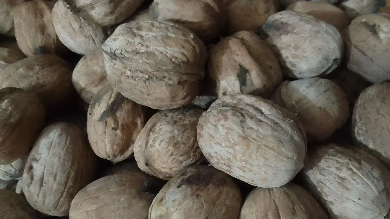 گردو|خوردنی و آشامیدنی|گالیکش, |دیوار