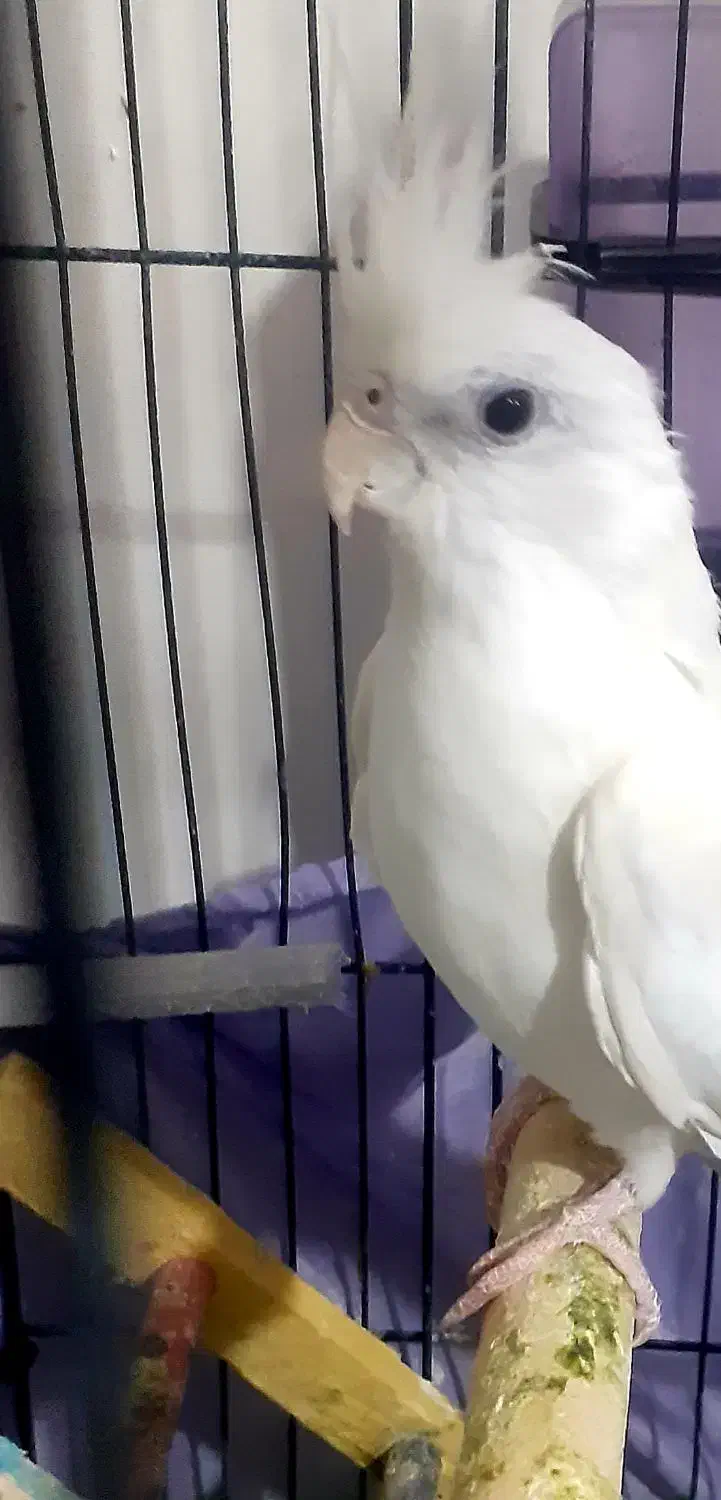 عروس هلندی جفت مولد|پرنده|ارومیه, |دیوار