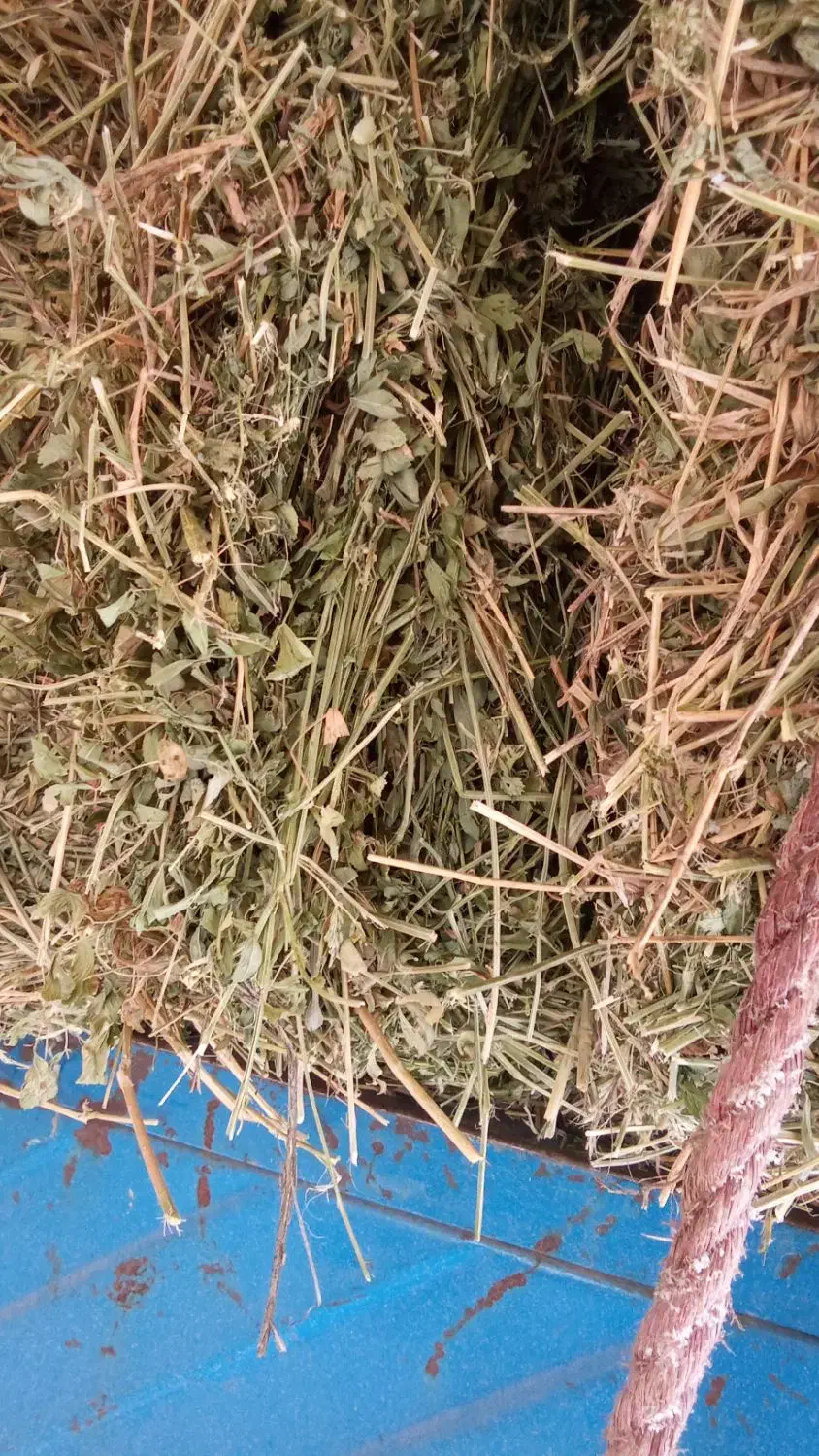 یونجه خالص|خدمات باغبانی و درختکاری|قره قوین, |دیوار