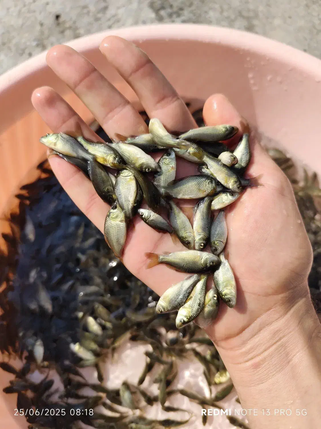 کپور نژاد تاتا مجارستانی آمور (کپور علف‌خوار)|ماهی|اصفهان, ملاصدرا|دیوار