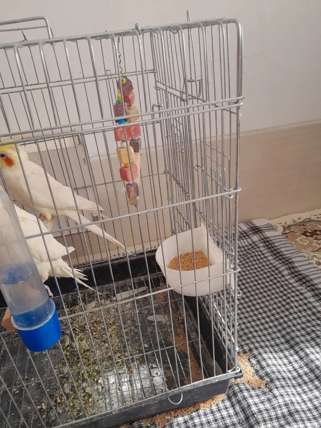 قفس بزرگ|حراج|یزد, |دیوار