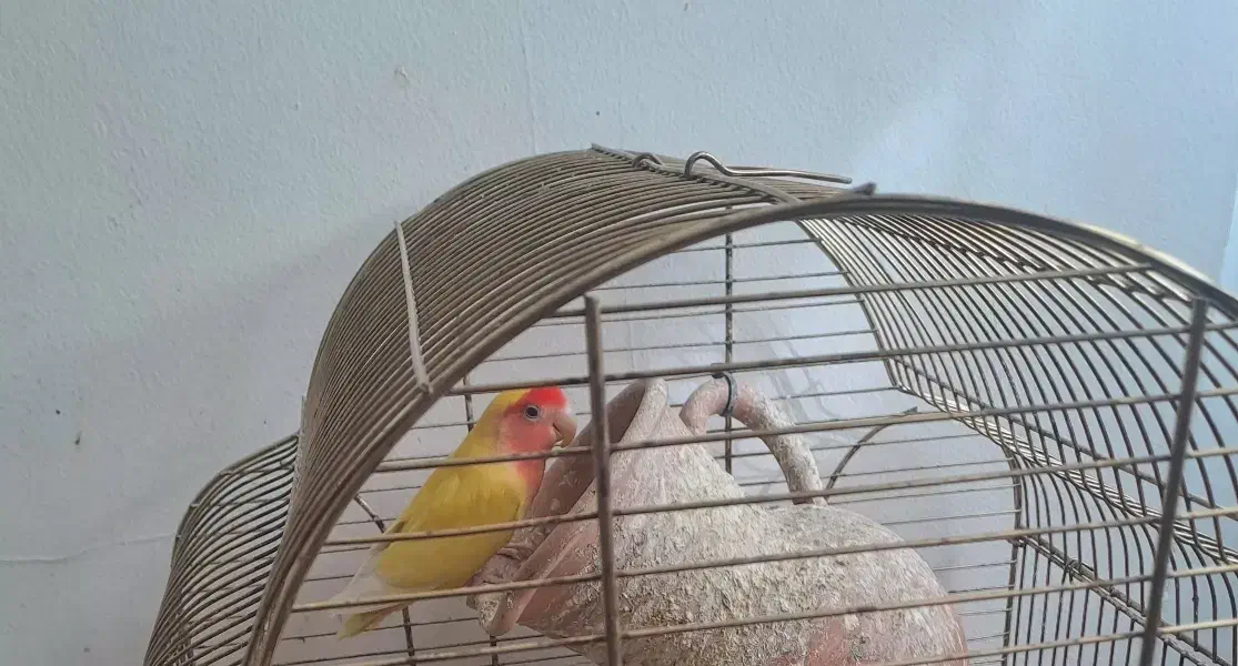 کوتوله زرد صورت هلویی نر با قناری نر معاوضه دارم|پرنده|مشهد, شاهد (شهرک غرب)|دیوار