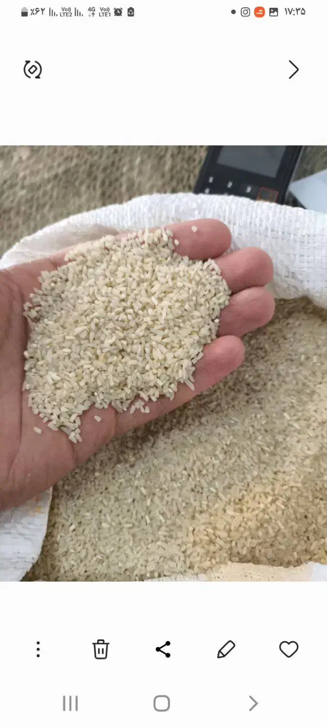 لاشه برنج هاشمی و لاشه برنج صدری|خوردنی و آشامیدنی|رشت, جهاد|دیوار