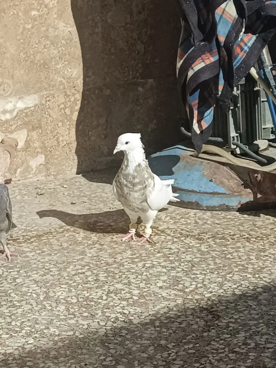 طوقی شازده آجری|پرنده|شیراز, شهرک رضوان|دیوار