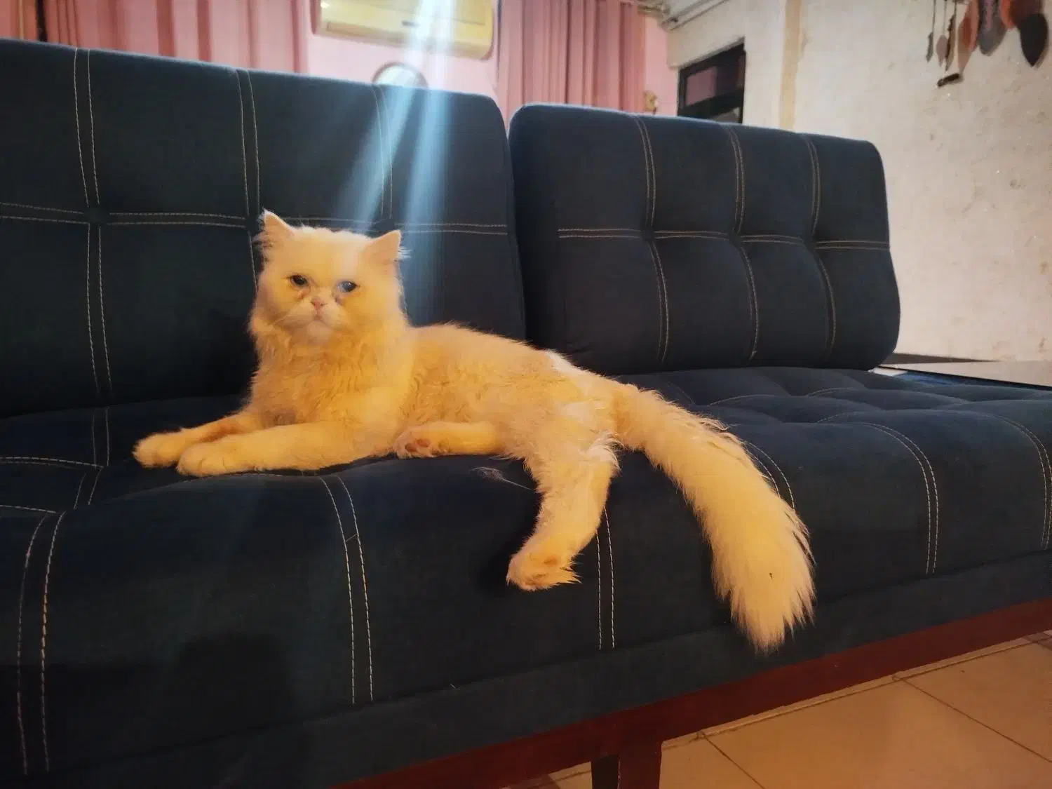 گربه پرشین نر|گربه|رشت, پیرکلاچای|دیوار