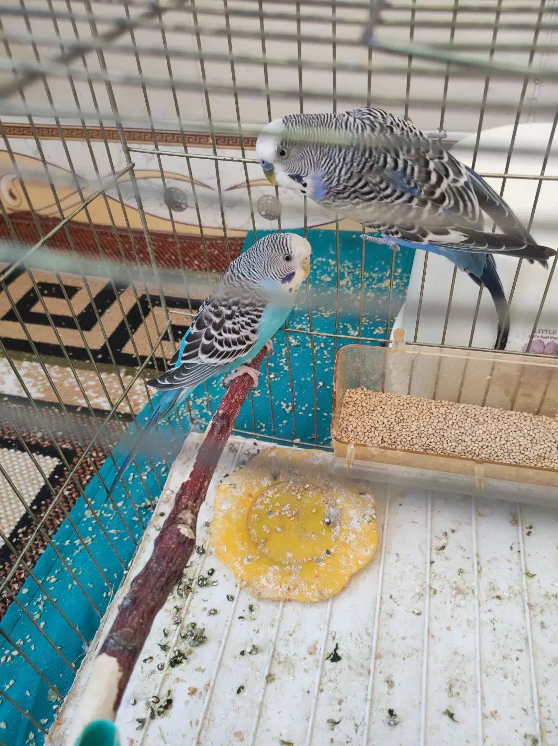 جفت مرغ عشق ـ جفت فنچ|پرنده|خوسف, |دیوار