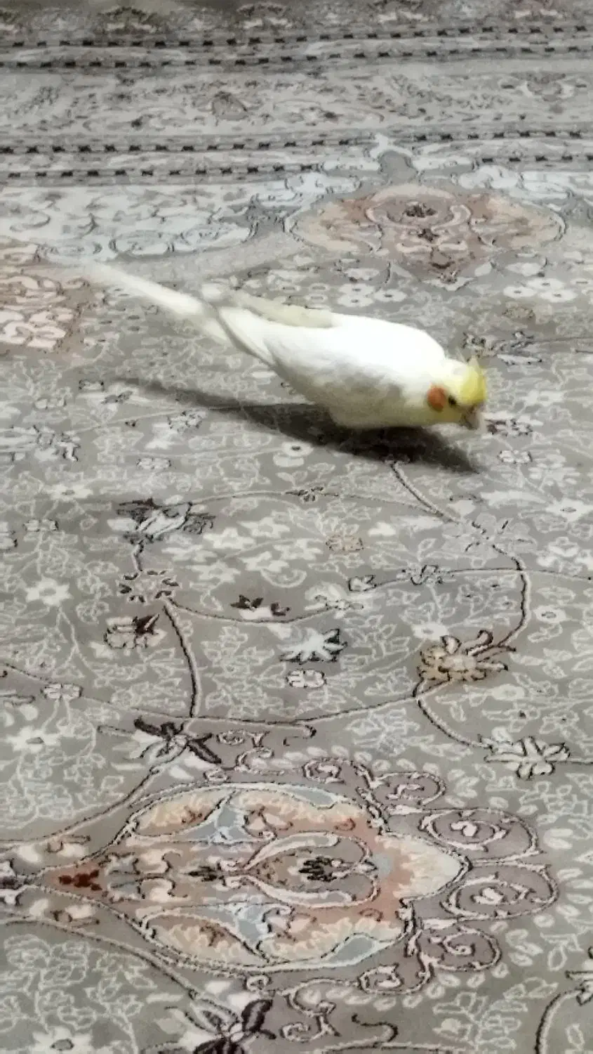 عروس هلندی شیطون|پرنده|تهران, بازار|دیوار