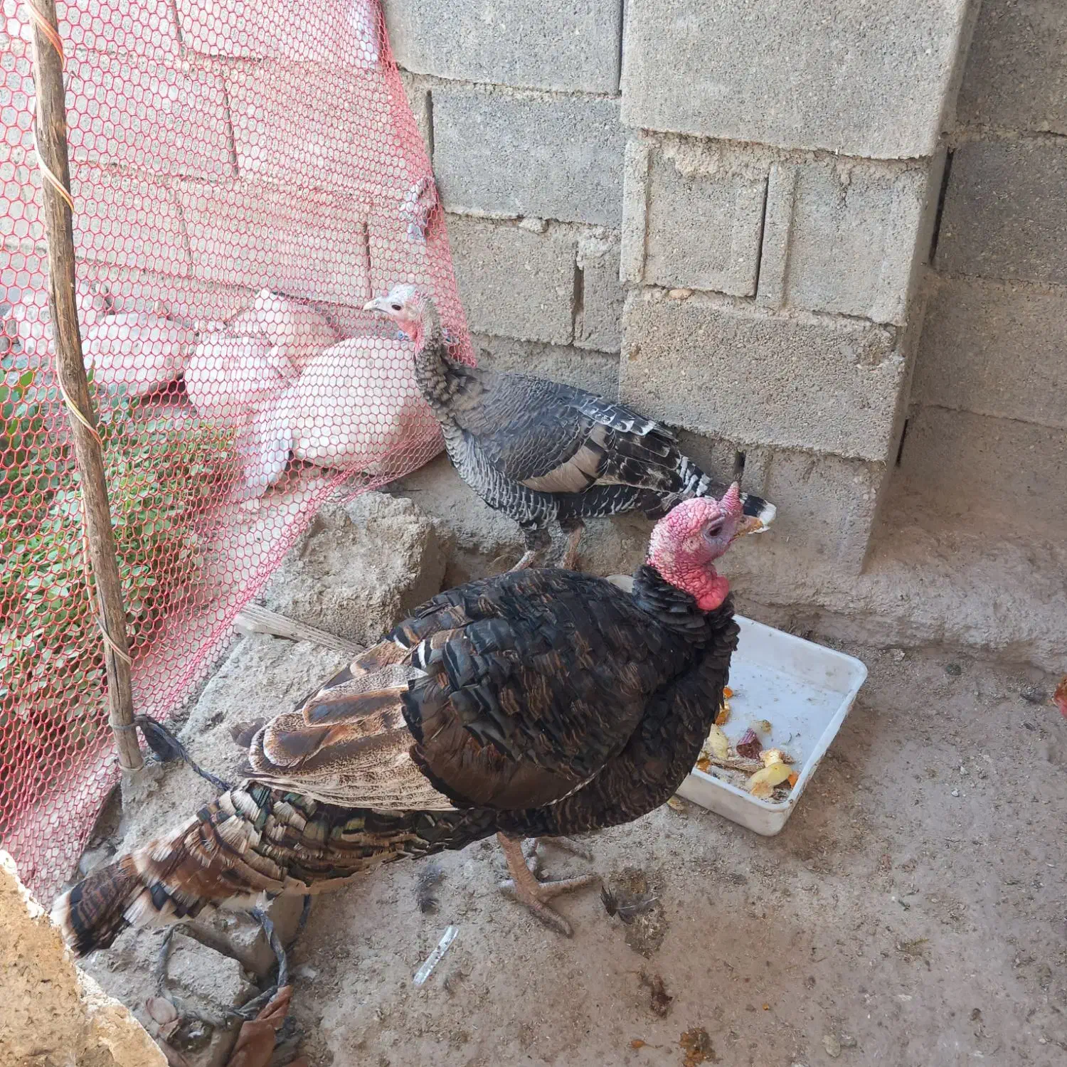 فروش بوقلمون|حیوانات مزرعه|دهدشت, |دیوار