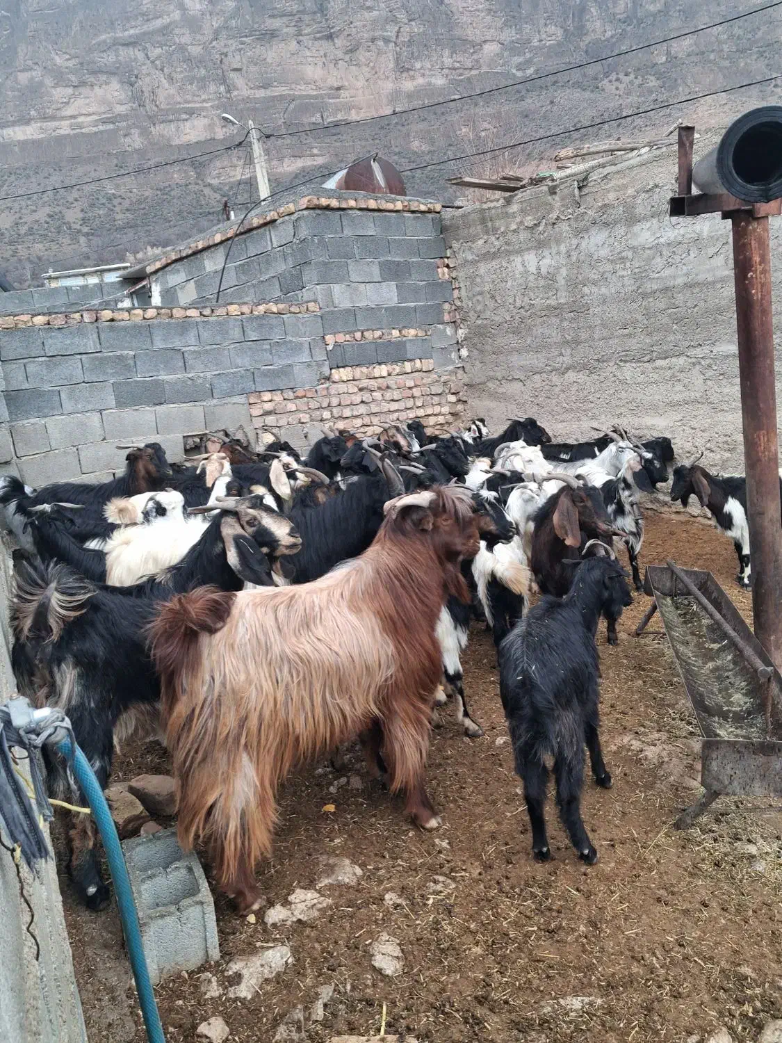 بز‌‌ کهره‌‌ چپش‌‌|لوازم جانبی حیوانات|مرودشت, دولت آباد|دیوار