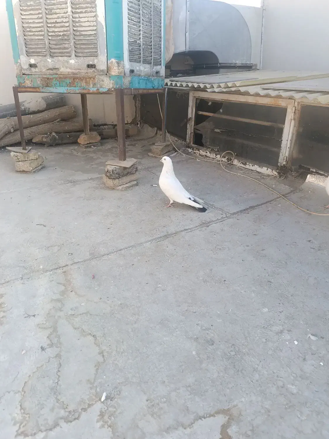 با سلام خدمت دوستان|پرنده|اصفهان, محمودیه|دیوار