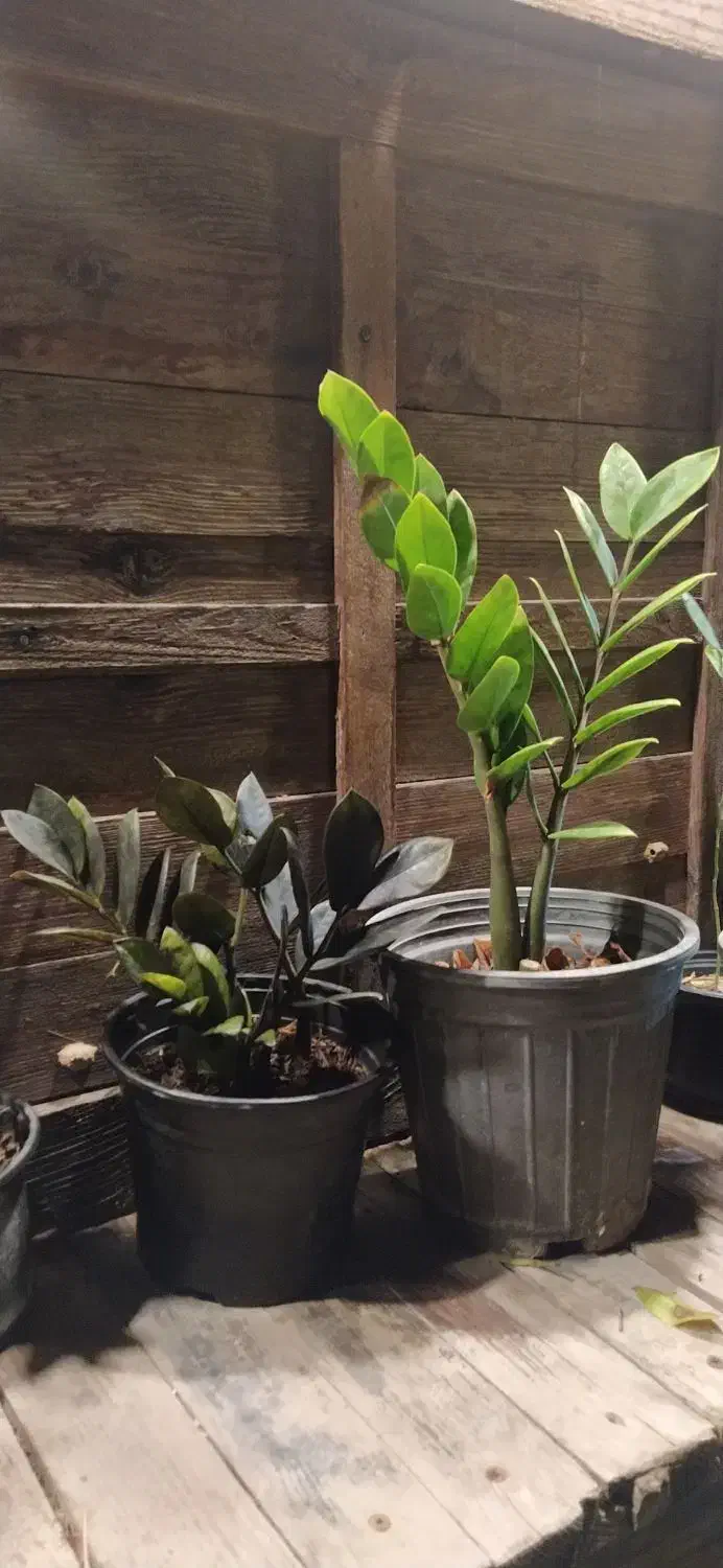 انواع گیاهان مقاوم به آب و هوای جزیره|گل و گیاه طبیعی|قشم, |دیوار