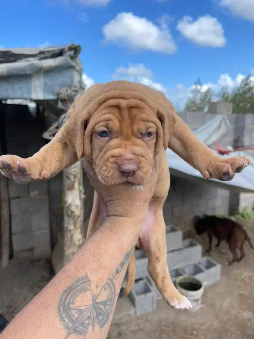 پیتبول|سگ|بندرعباس, |دیوار