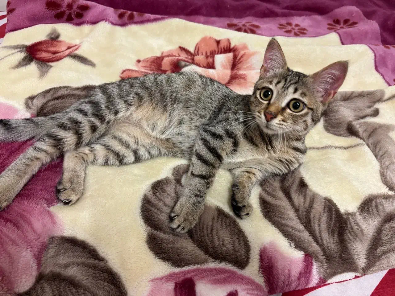 واگذاری گربه تبی|گربه|بندر انزلی, پاسداران|دیوار