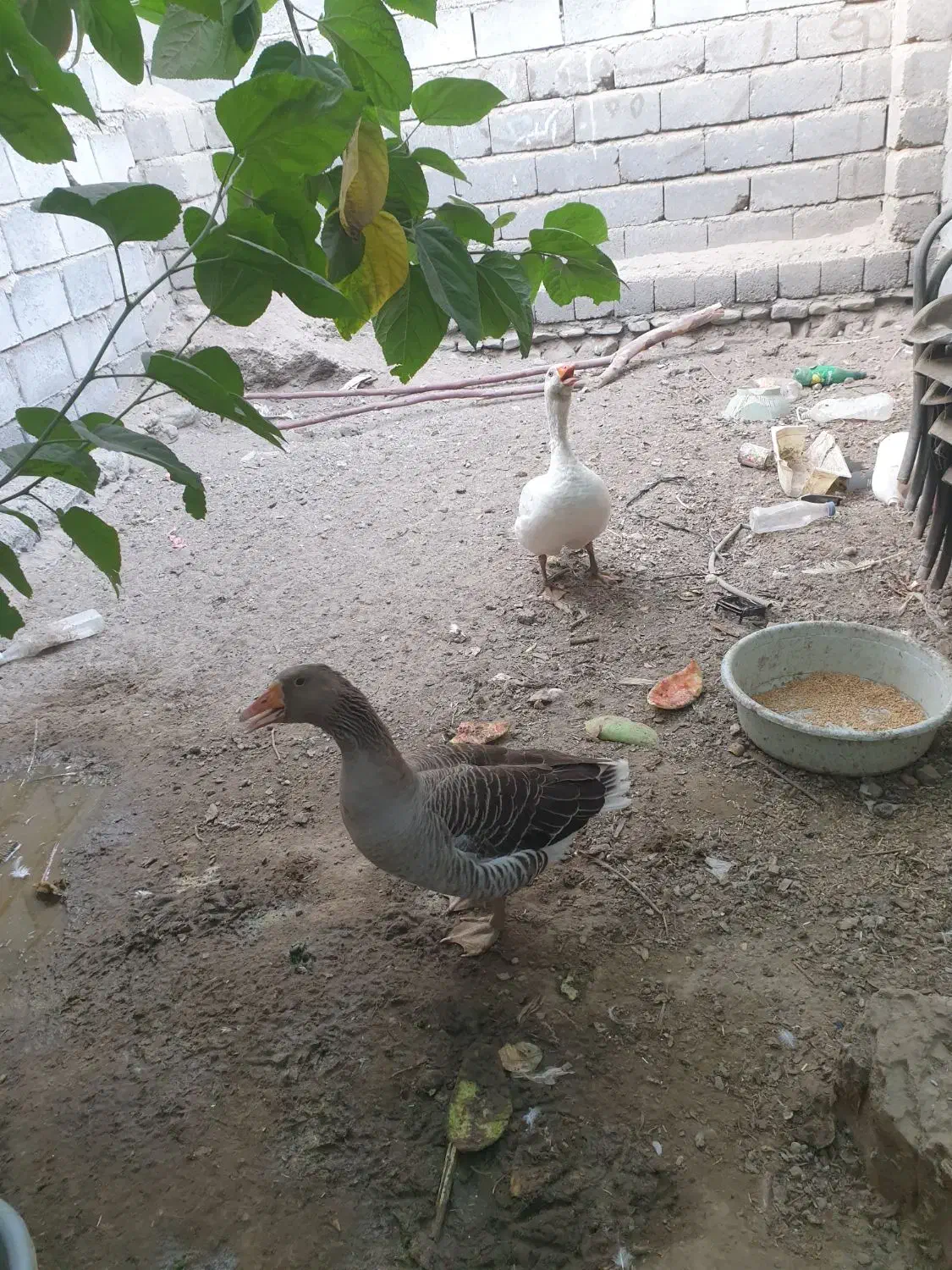 یک جفت غاز|حیوانات مزرعه|میناب, |دیوار