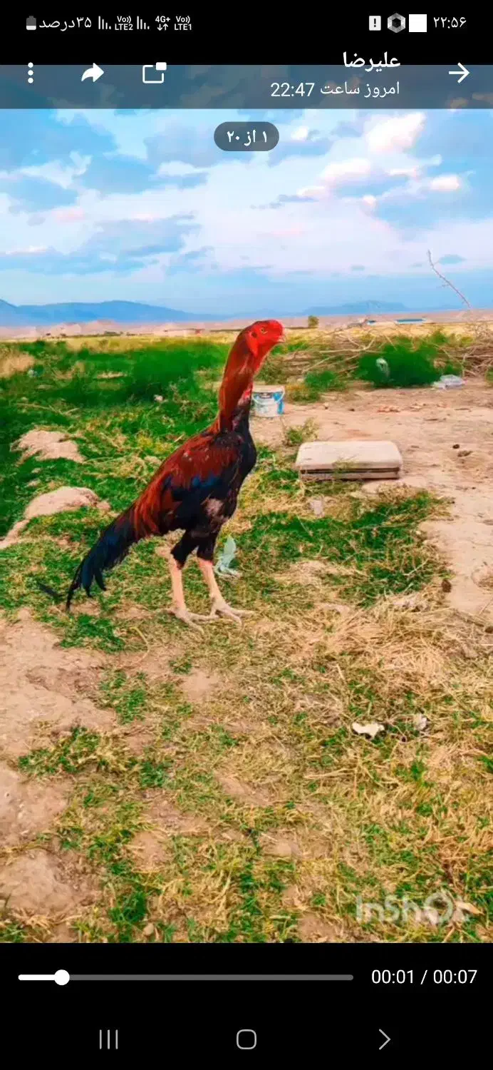 مرغ خروس نوک طوطی اصیل|حیوانات مزرعه|سلامی, |دیوار