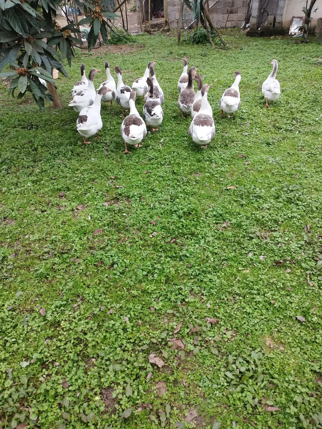 غاز محلی ، اردک اسرائیلی، مرغ و خروس محلی|حیوانات مزرعه|شاندرمن, |دیوار