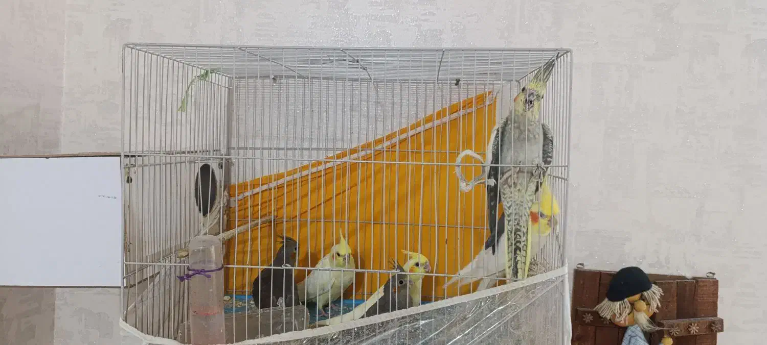 دوتا عروس هلندی بالغ با چهارتا جوجه|پرنده|مشهد, ایثار|دیوار