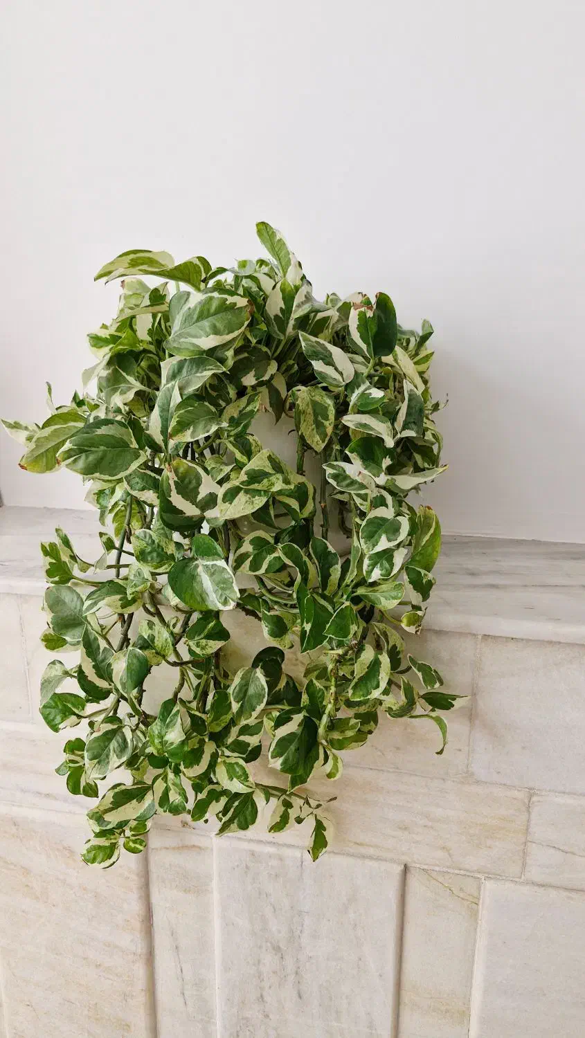 گل پتوس ارتشی|گل و گیاه طبیعی|سبزوار, فرهنگیان|دیوار