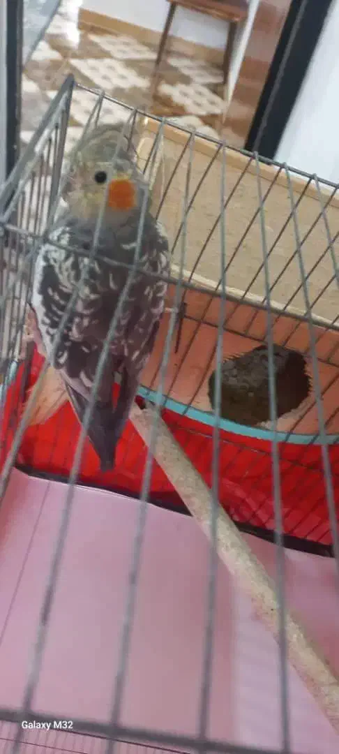 یک جفت مولد|پرنده|بندر انزلی, اطبا|دیوار