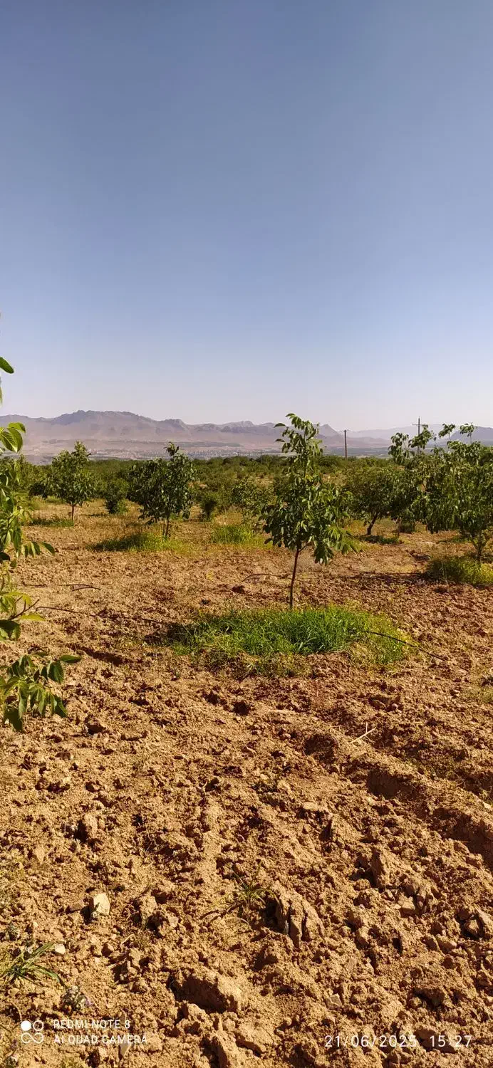 باغ گردویی مناسب برای سرمایه گذاری|فروش زمین و ملک کلنگی|سامان, |دیوار