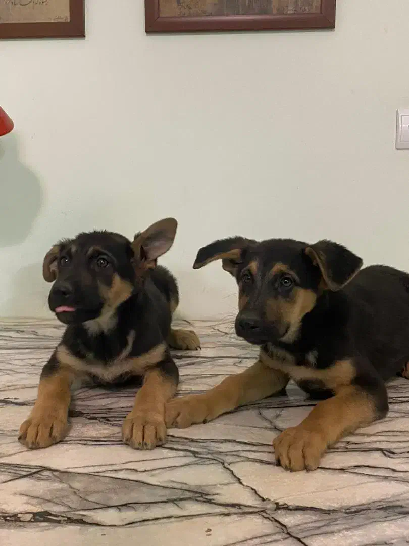 فروش دو توله ماده ژرمن اصل|سگ|کرمان, |دیوار