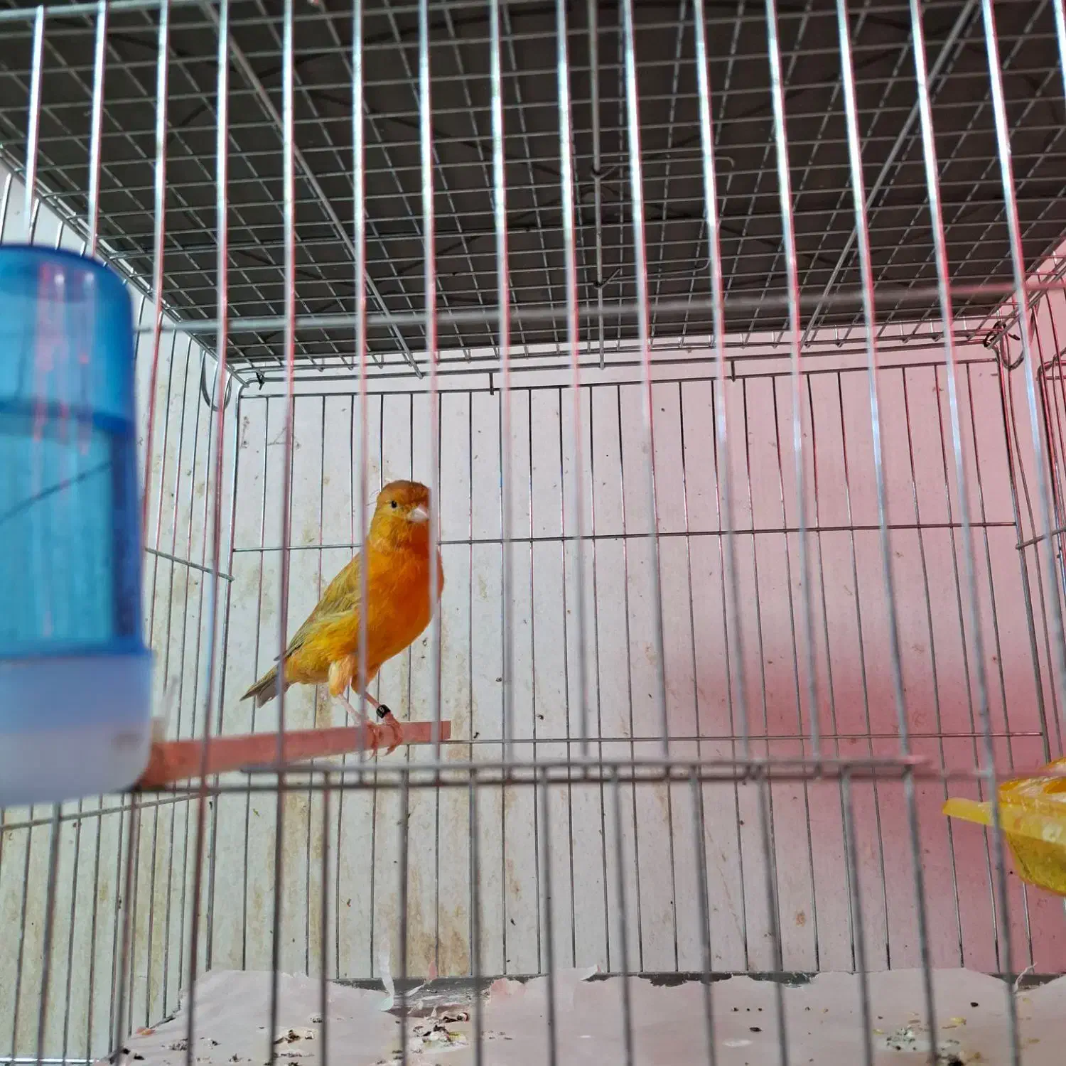 قناری|پرنده|کرج, شهرک فهمیده|دیوار