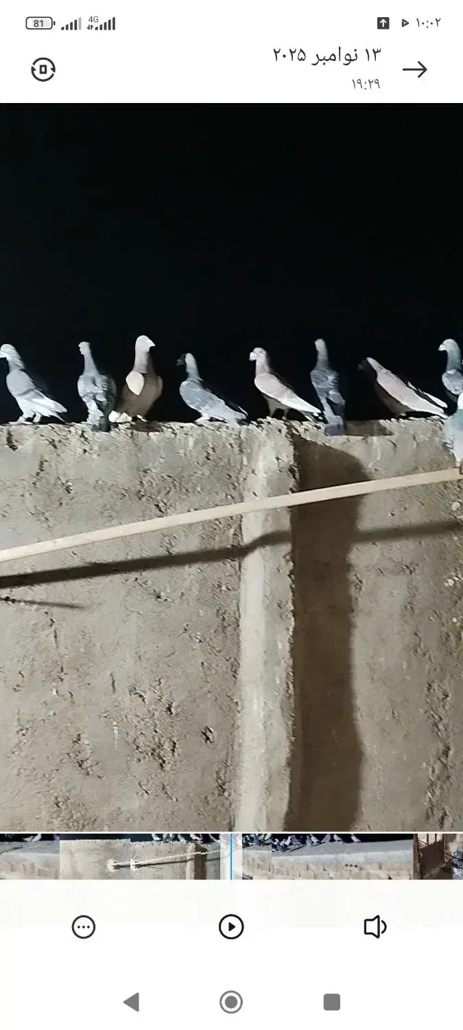 کبوتر بوم|پرنده|زاوه, |دیوار