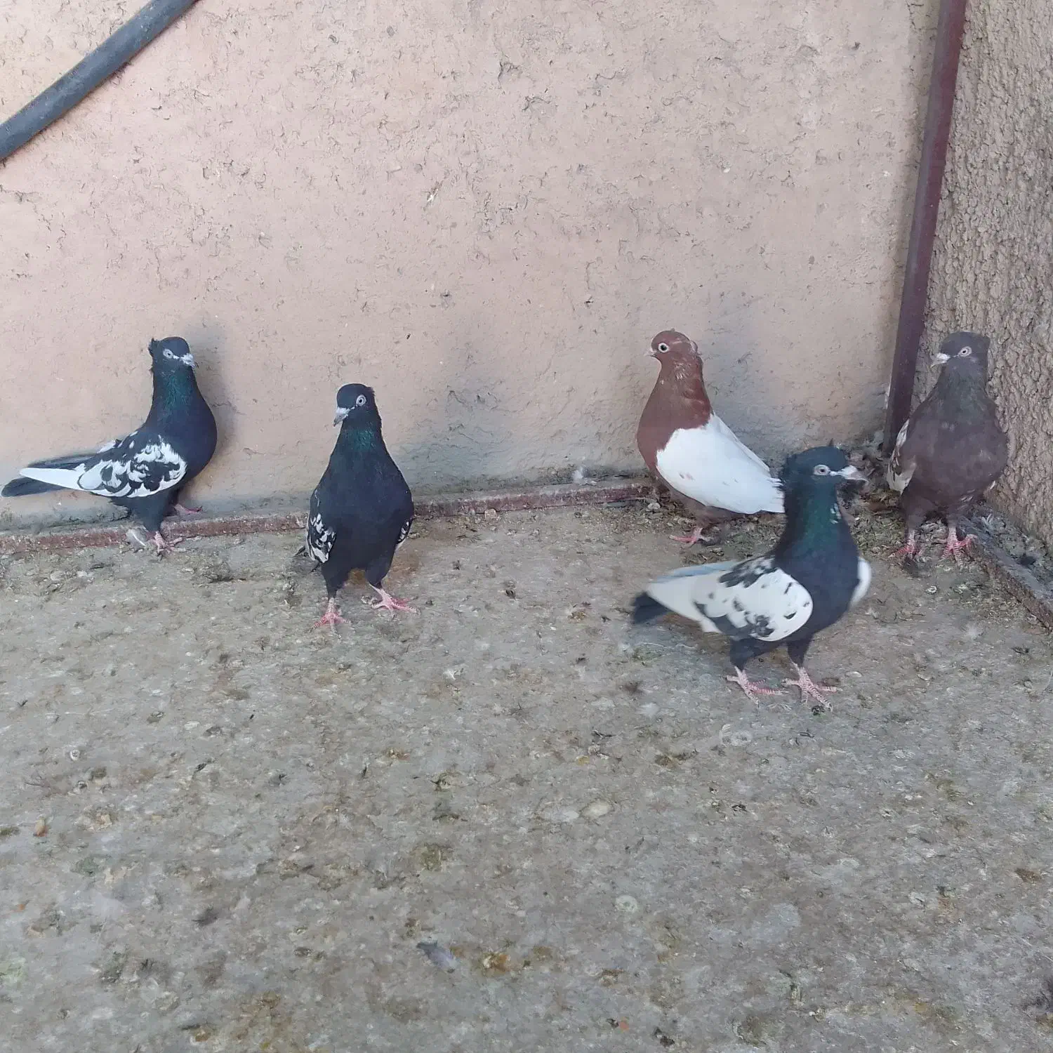 کبوتر .سینه|پرنده|مرودشت, بیست متری بیمارستان|دیوار