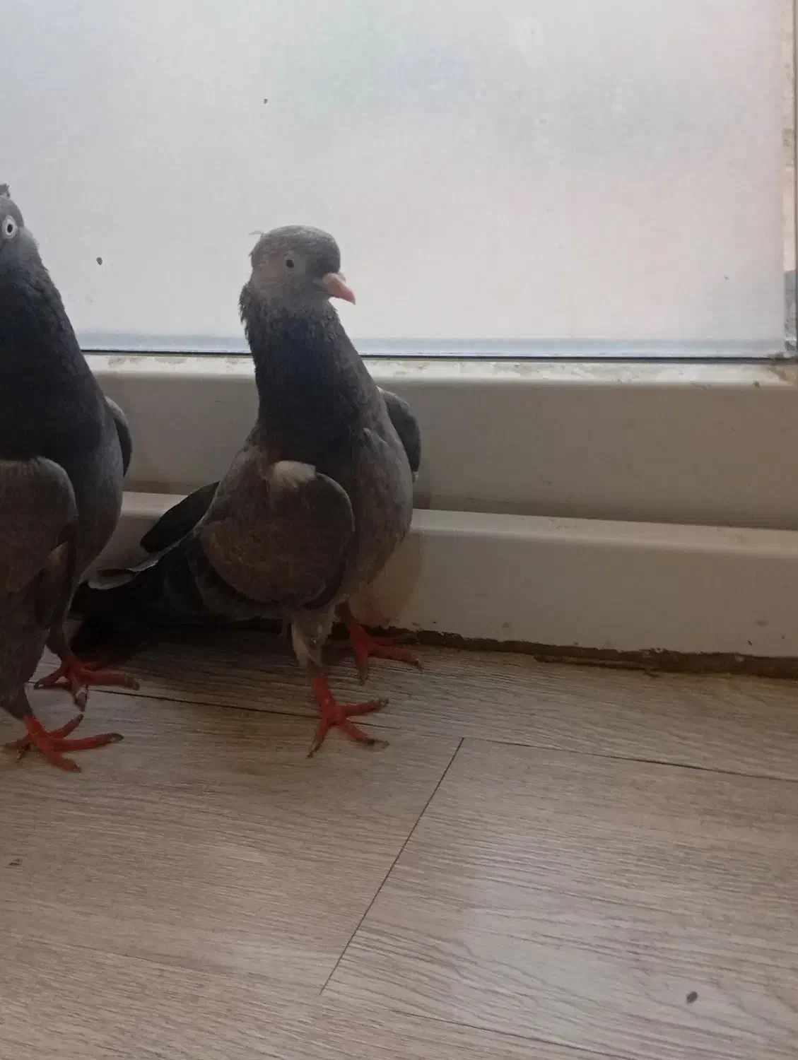 کبوتر ابادانی با جوجه|پرنده|بوشهر, |دیوار