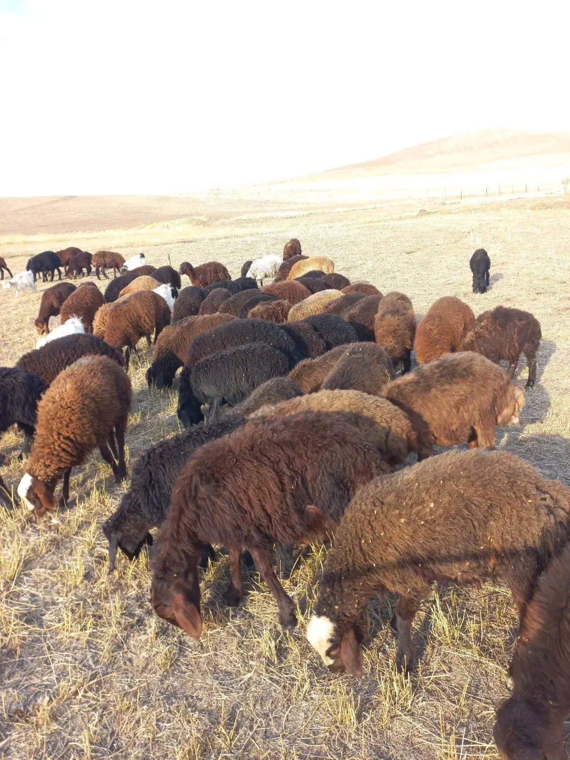 فروش بره|حیوانات مزرعه|هریس, |دیوار