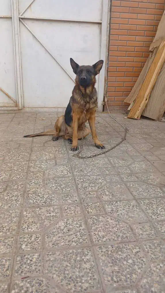 سگ گوش تیز|سگ|مبارکه, |دیوار