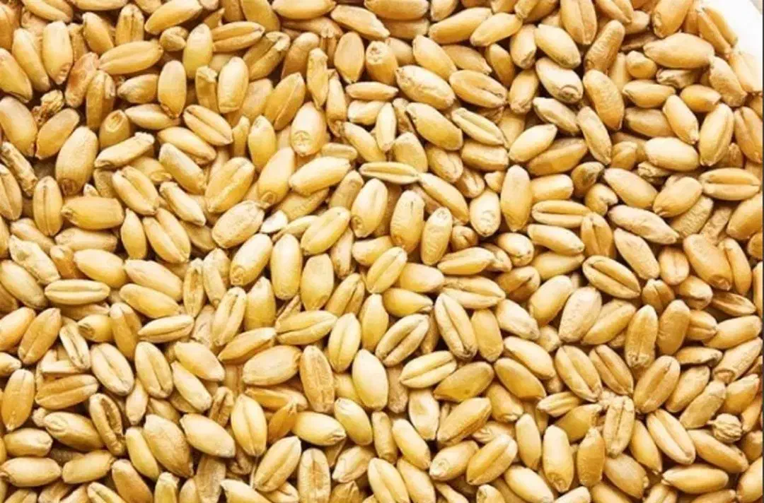 گندم|خدمات باغبانی و درختکاری|سده (خراسان جنوبی), |دیوار