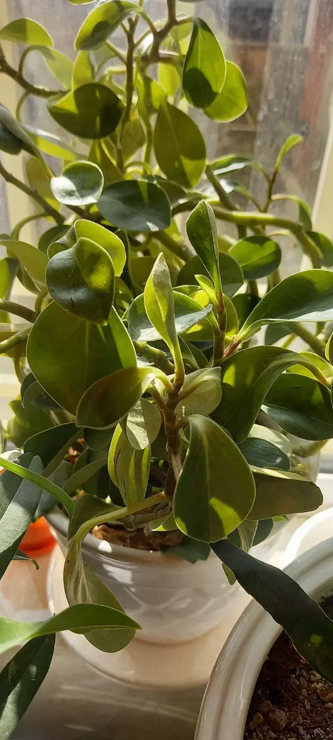 گل طبیعی|گل و گیاه طبیعی|تهران, آزادشهر|دیوار