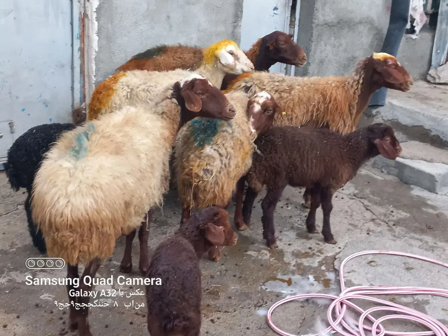 گوسفندبا بره داشتی|حیوانات مزرعه|کوزران, |دیوار