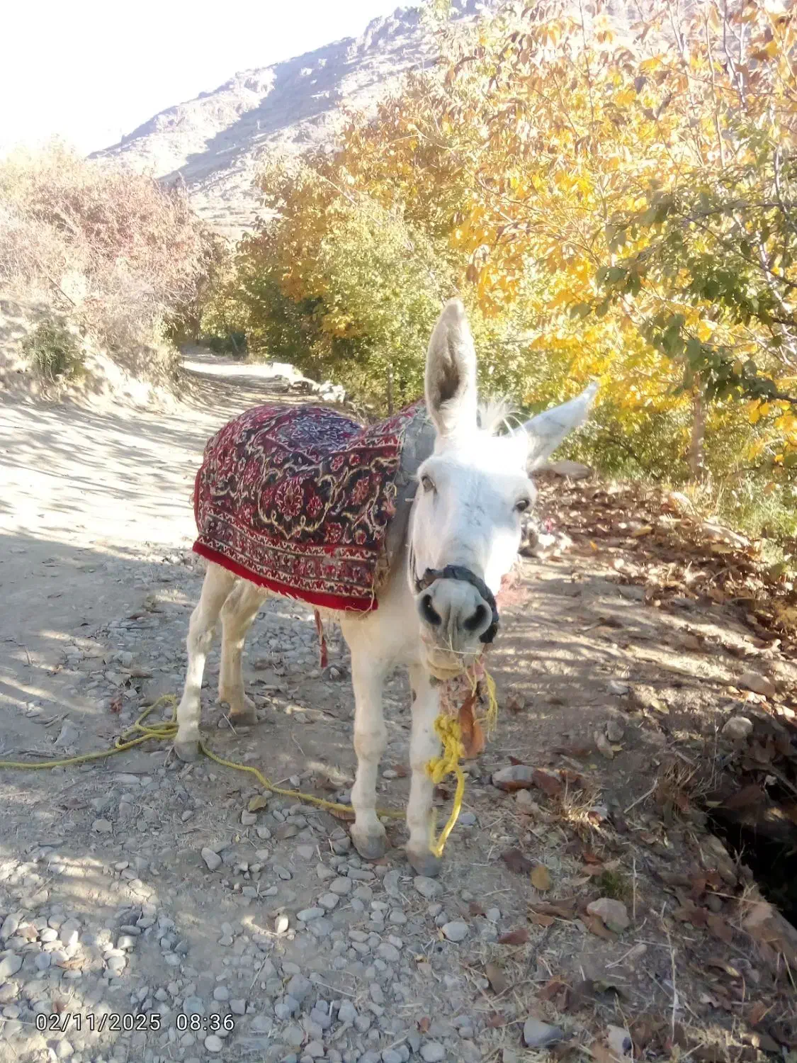 حیوان مزرعه|حیوانات مزرعه|دینور, |دیوار