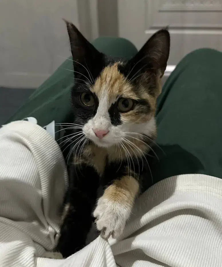 واگذاری رایگان گربه|گربه|بردسکن, |دیوار