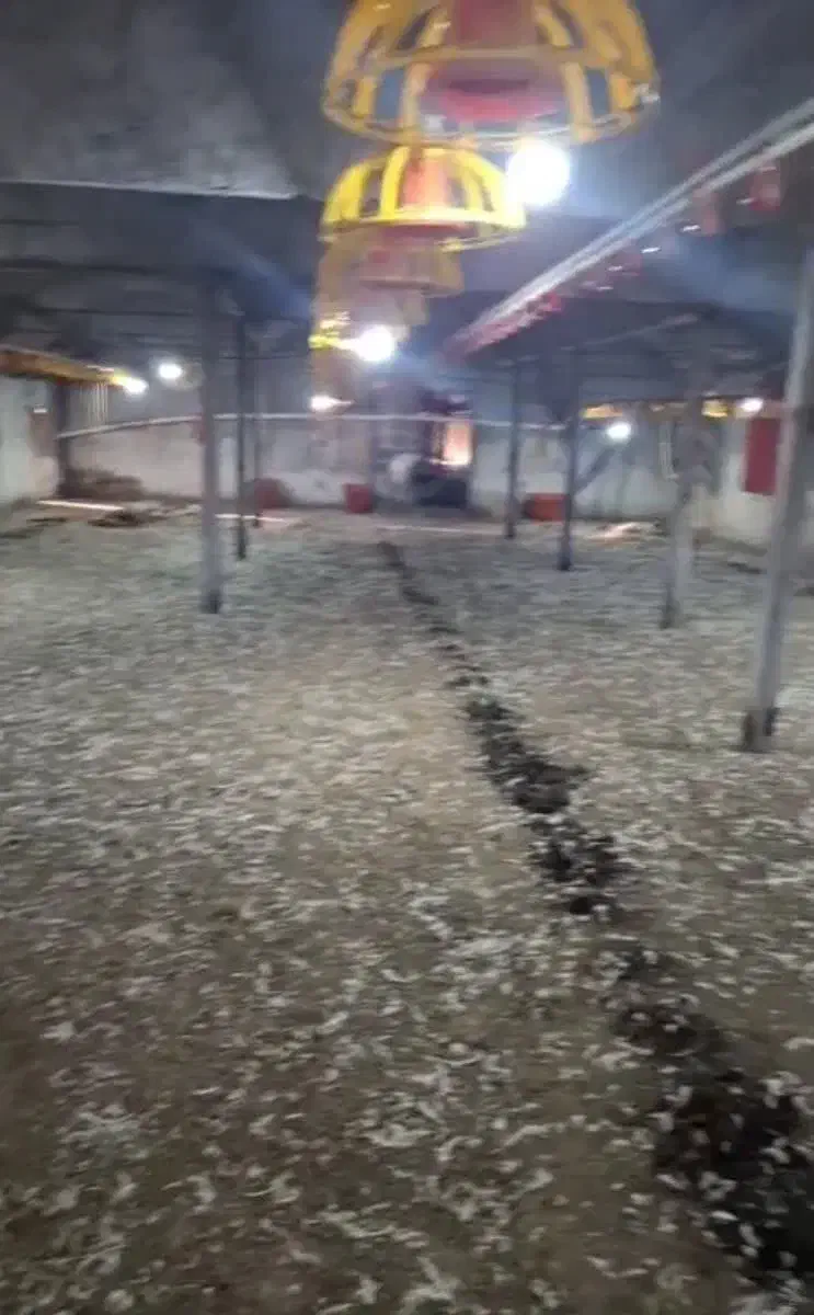 کود مرغی کف سالن|عمدهفروشی|خزل, |دیوار