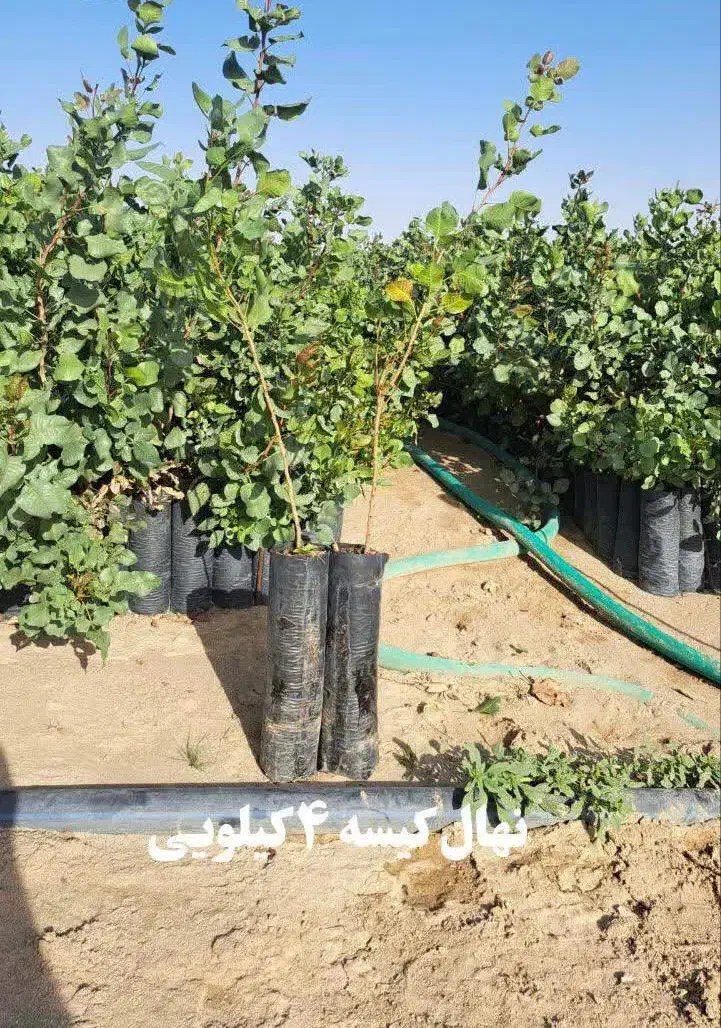 نهال پسته یکساله فروش عمده و جزئی|خدمات باغبانی و درختکاری|مهریز, |دیوار