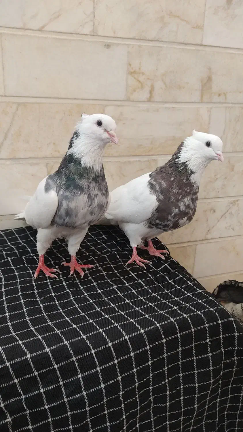 طوقی|پرنده|اردکان, |دیوار