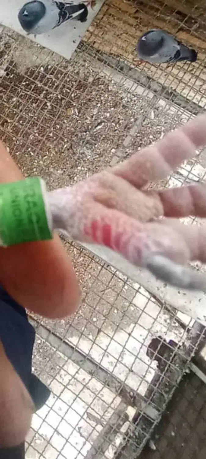 نر پلاکی وارداتی عراق|پرنده|کارون, |دیوار