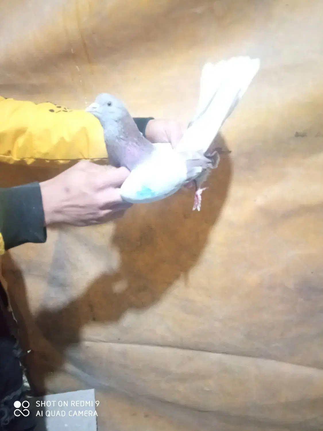 کبوتر|حیوانات|بروجرد, |دیوار