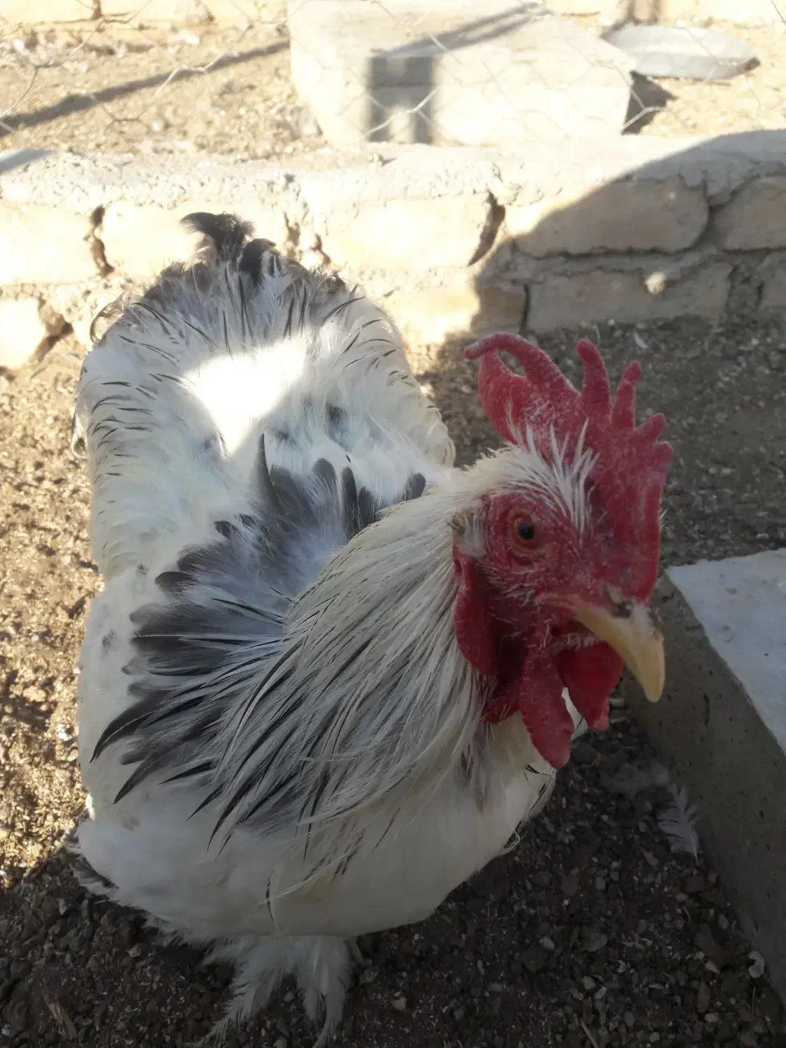 مرغ وخروس کوشین|حیوانات مزرعه|هشتگرد, شهرک گلخانه|دیوار