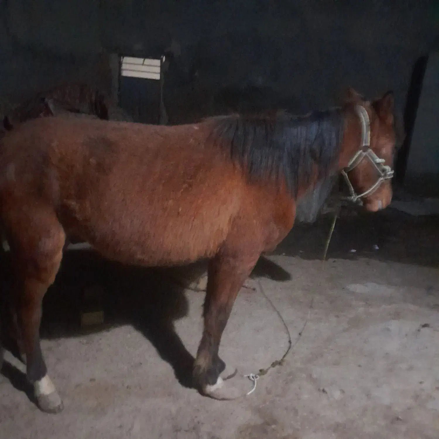 اسب|اسب و تجهیزات اسب‌سواری|چناران, |دیوار