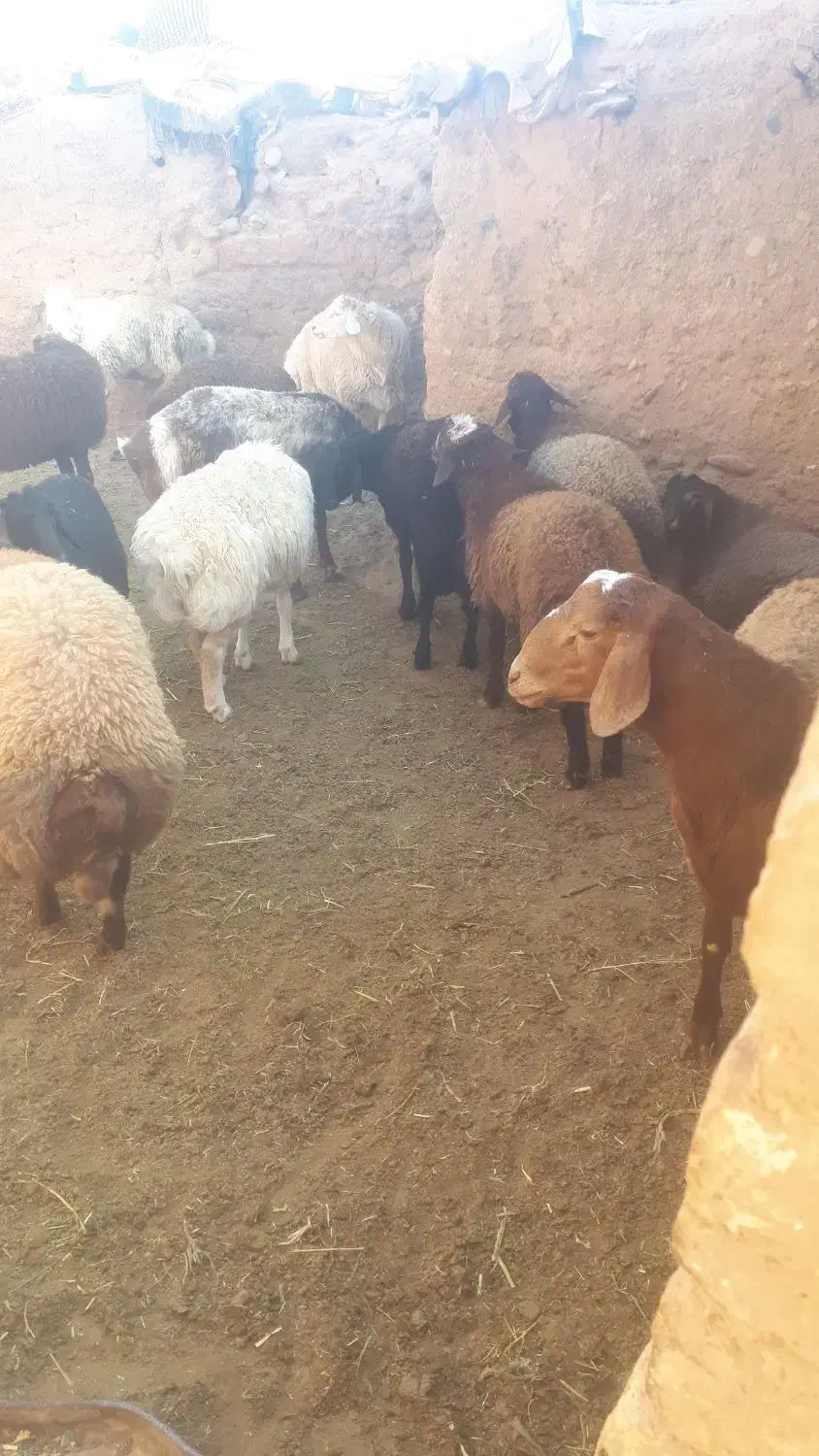 بره نر گشتار|حیوانات مزرعه|تربت جام, جلگه موسی آباد|دیوار